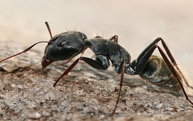 FUMIGACIÓN DE HORMIGAS