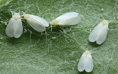 FUMIGACIÓN DE PALOMILLA BLANCA